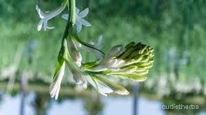 augmented_Polianthes tuberosa flower9_flipped_ud.jpeg